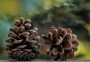 can dogs eat pine cones