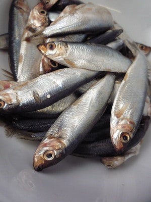 can dogs eat sprats