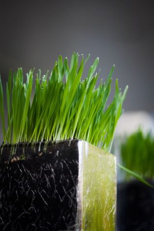 can dogs eat wheatgrass