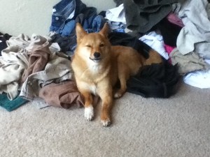 dog ate underwear