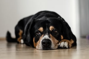 dog twitching like hiccups