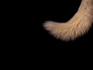 should I shave my dogs tail