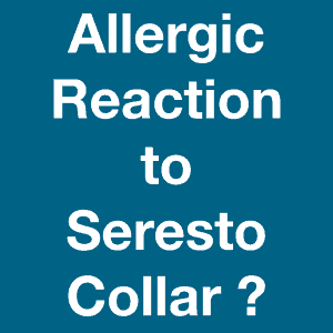 Allergic Reaction to Seresto Collar