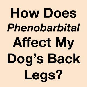 Phenobarbital dog back legs