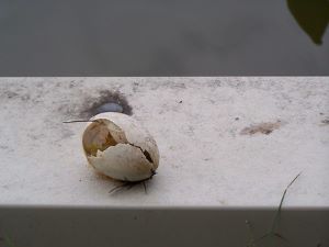 a rotten egg