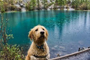 algae dog drinking water