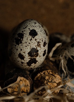 can dogs eat quail eggs