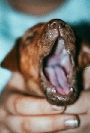do dogs have uvulas