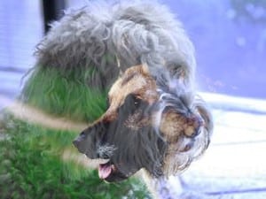 german shepherd labradoodle
