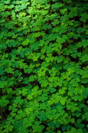is clover poisonous for dogs
