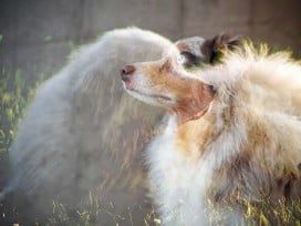 red heeler great pyrenees