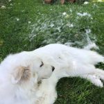shave great pyrenees