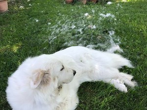 shave great pyrenees