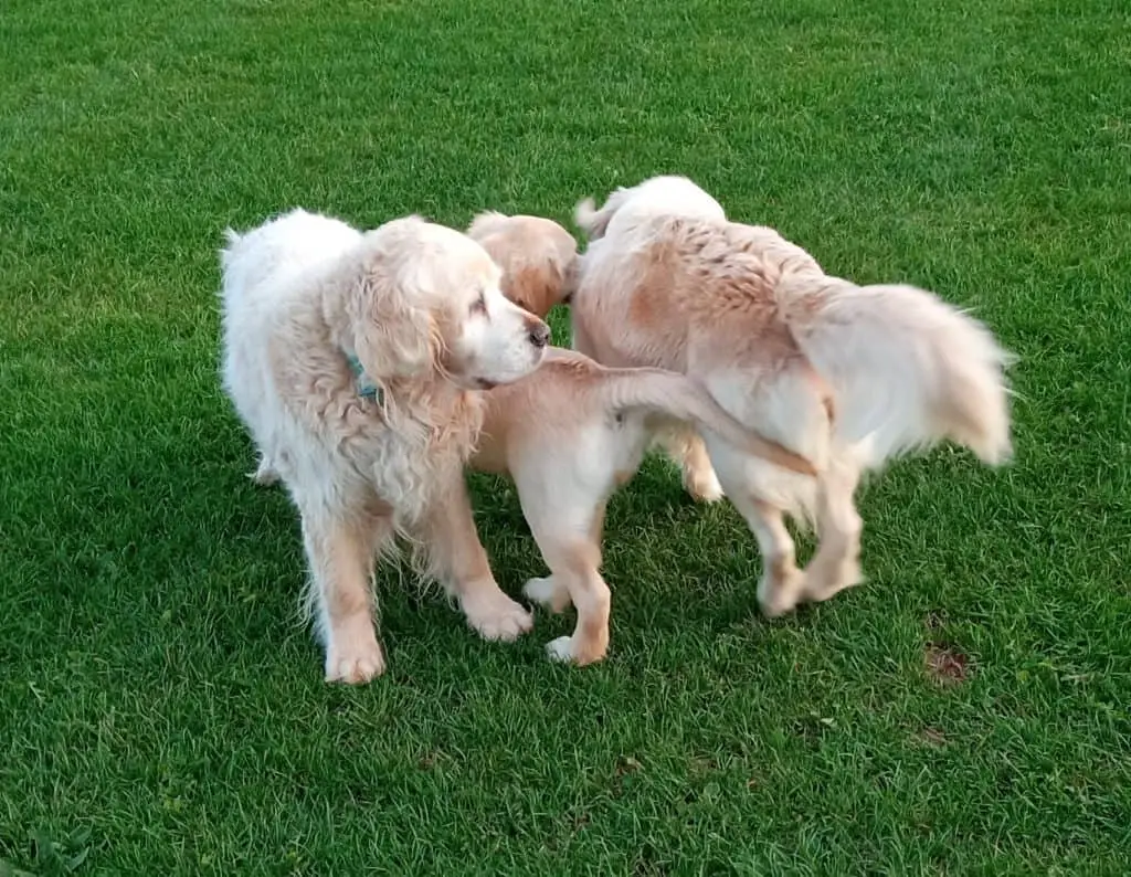 3 dogs with curved bodies