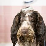 can I use human conditioner on my dog