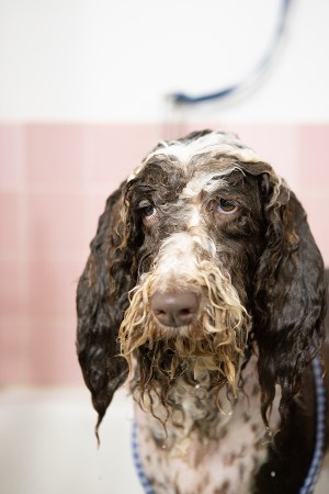 can I use human conditioner on my dog
