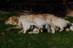 what feed nursing dog gain weight