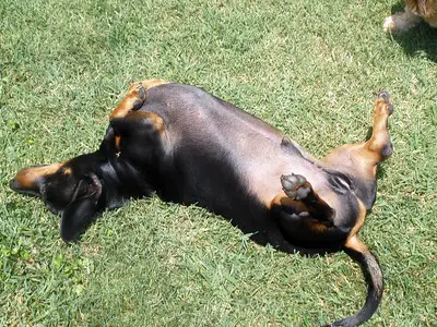 why are my dog balls peeling