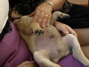 why are there lumps on puppy belly