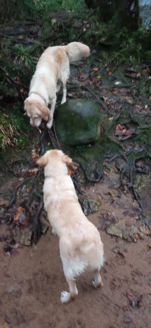 is it better to have two dogs