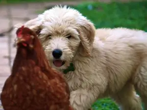 A dog creeping up on a chicken