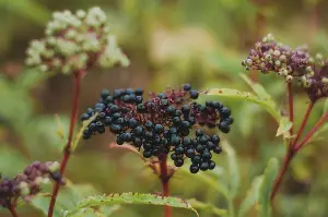 Can dogs eat elderberries