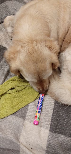 Can dogs eat mentos