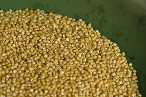 Can dogs eat millet