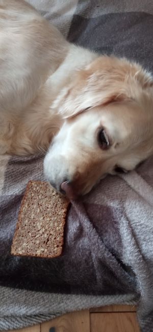 Can dogs eat rye bread