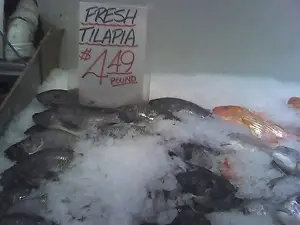 Can dogs eat tilapia