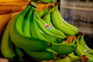 Can dogs eat unripe bananas