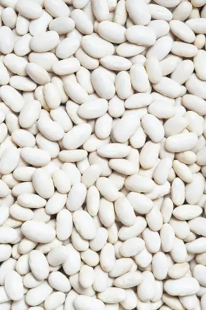 Can dogs eat white beans