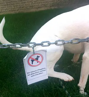 Is my dog peeing for attention