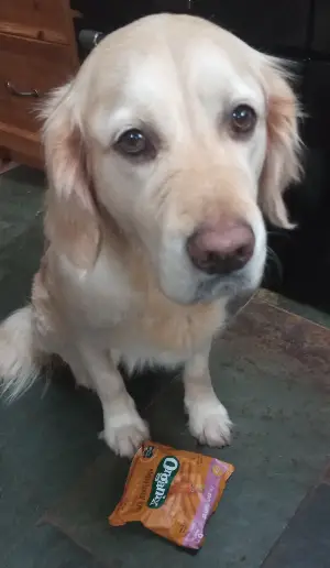 can dogs eat baby puffs 1