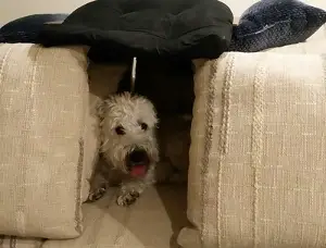 my dog is shaking after being bitten