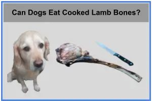 Can Dogs Eat Cooked Lamb Bones