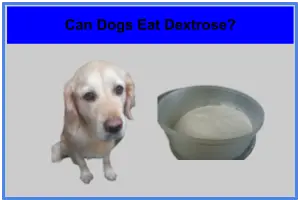Can Dogs Eat Dextrose