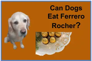 Can Dogs Eat Ferrero Rocher