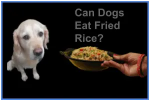 Can Dogs Eat Fried Rice