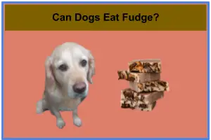 Can Dogs Eat Fudge