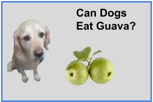 A Golden Retriever looking at a couple of guavas