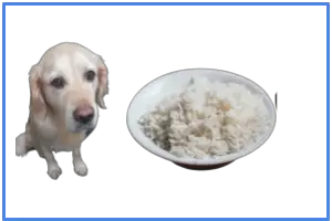 Can Dogs Eat Long Grain Rice