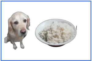 specialty pet store