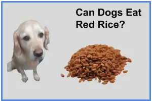 Can Dogs Eat Red Rice