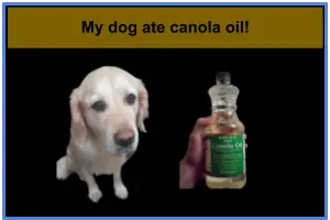 Dog Ate Canola Oil