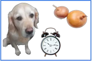 How Long Does It Take For Onions To Kill A Dog 1