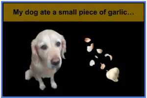 My Dog Ate A Small Piece Of Garlic...