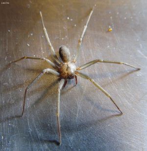 Can a brown recluse kill a dog