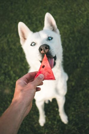 Should I feed my dog a snack at night