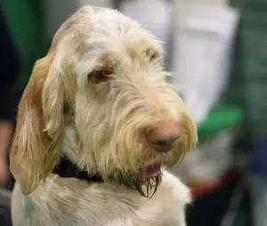 Spinone Doodle
